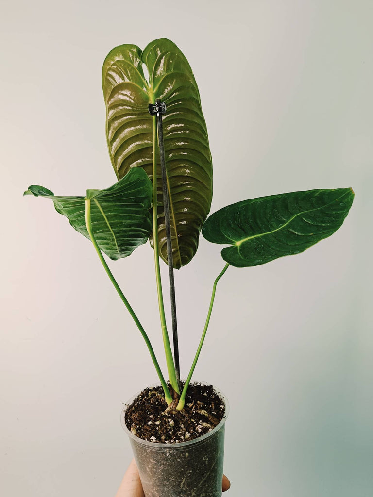 Anthurium veitchii narrow