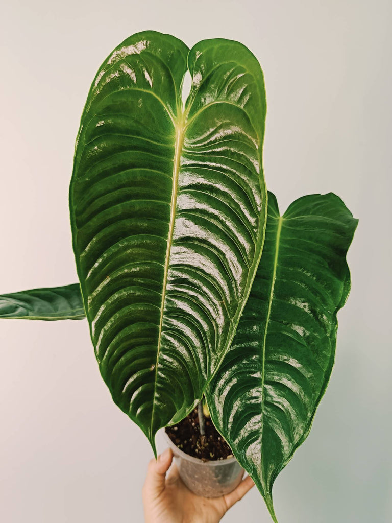 Anthurium veitchii narrow