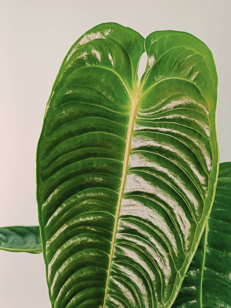 Anthurium veitchii narrow