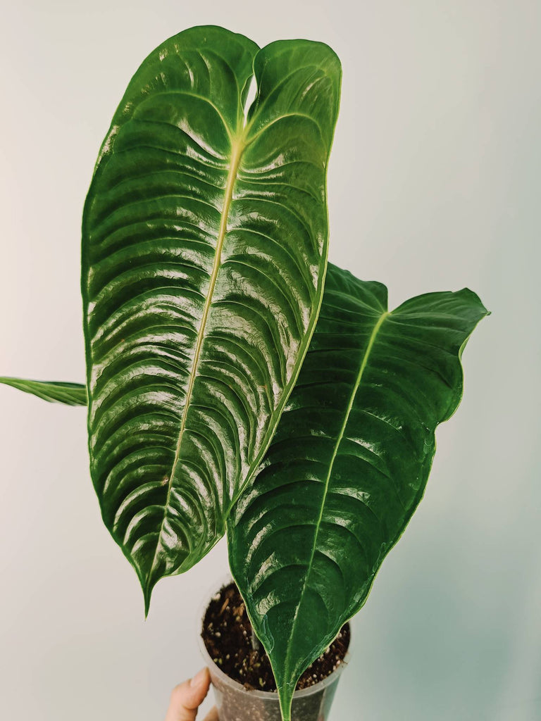 Anthurium veitchii narrow