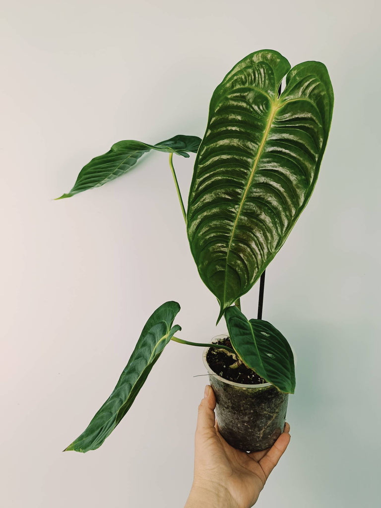 Anthurium veitchii narrow