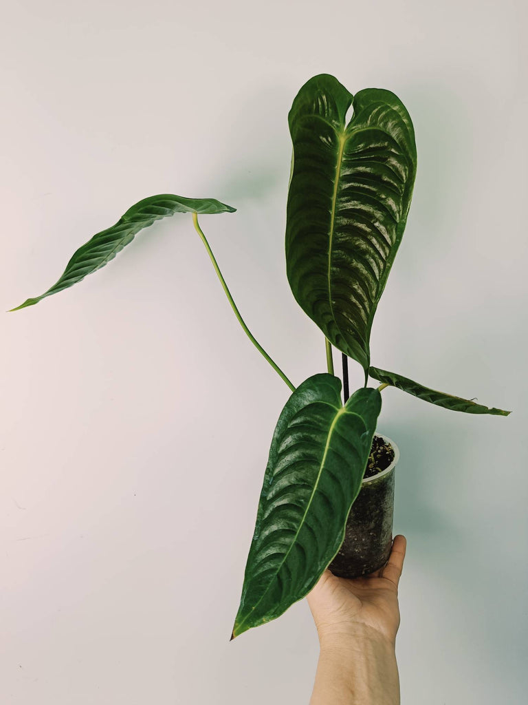 Anthurium veitchii narrow