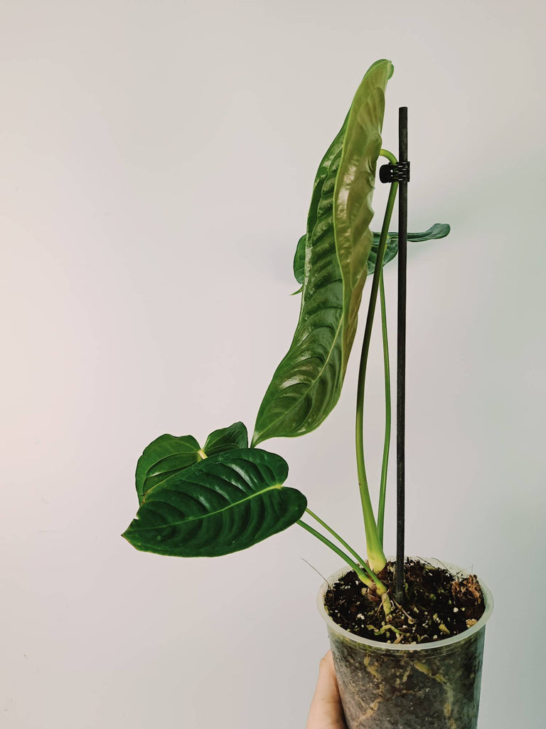 Anthurium veitchii narrow