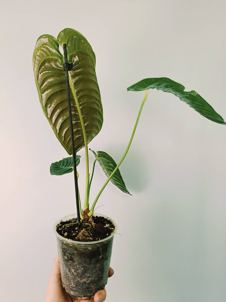 Anthurium veitchii narrow