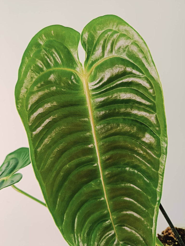 Anthurium veitchii narrow