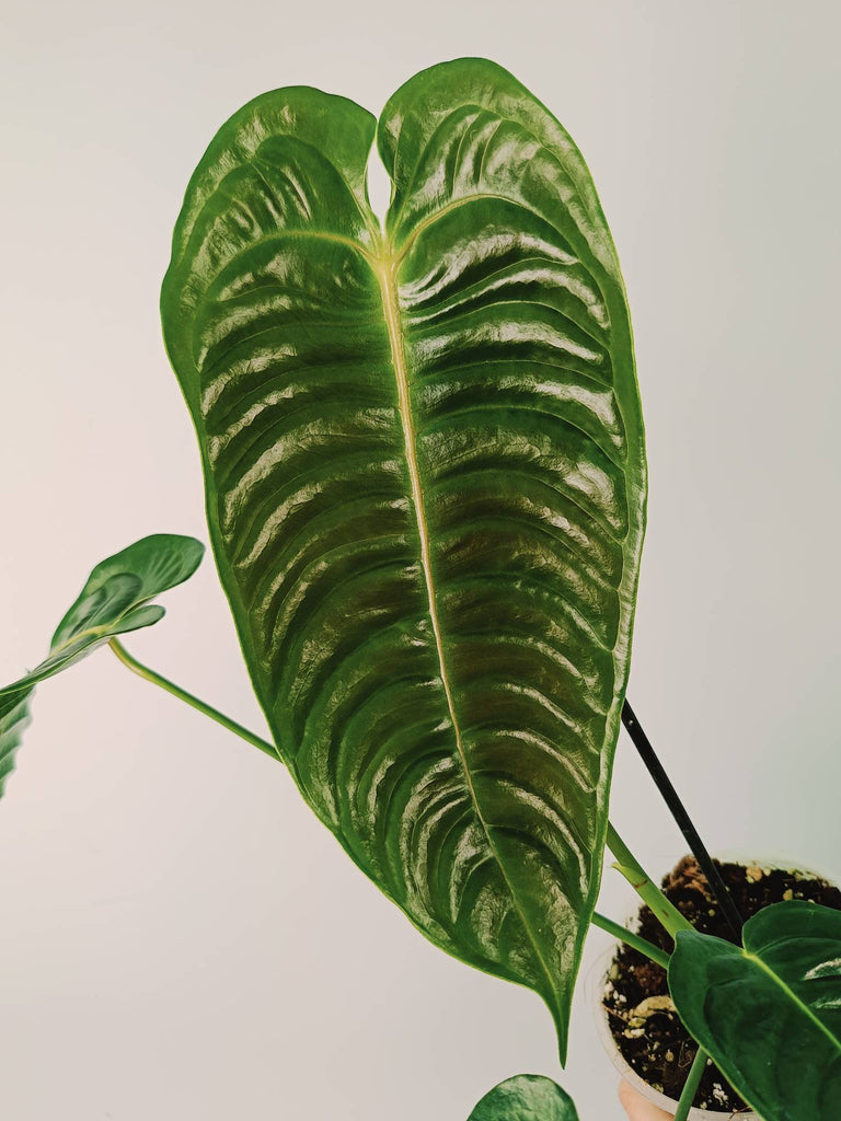 Anthurium veitchii narrow