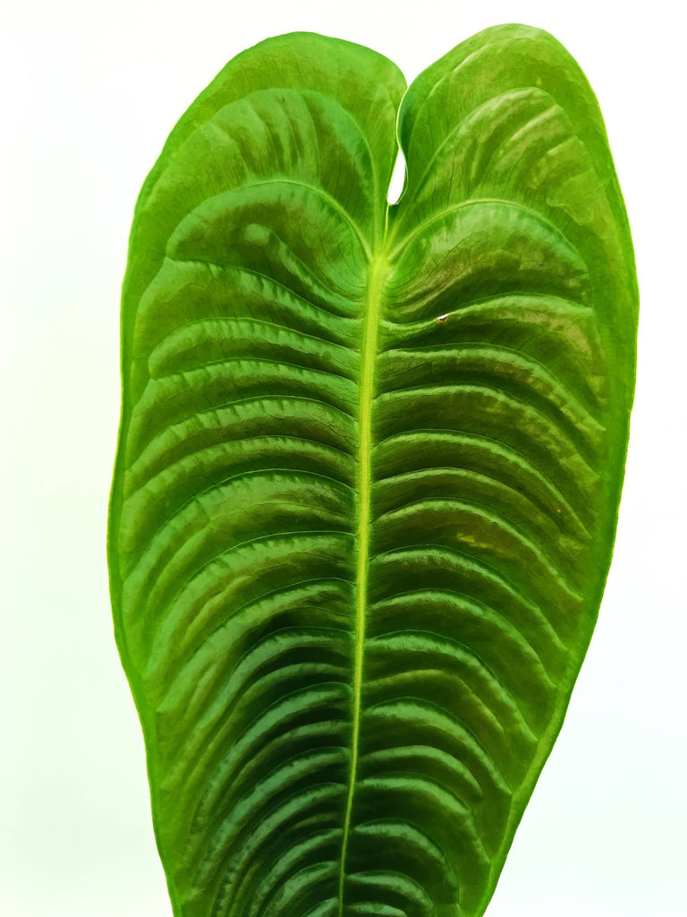 Anthurium veitchii narrow XXL