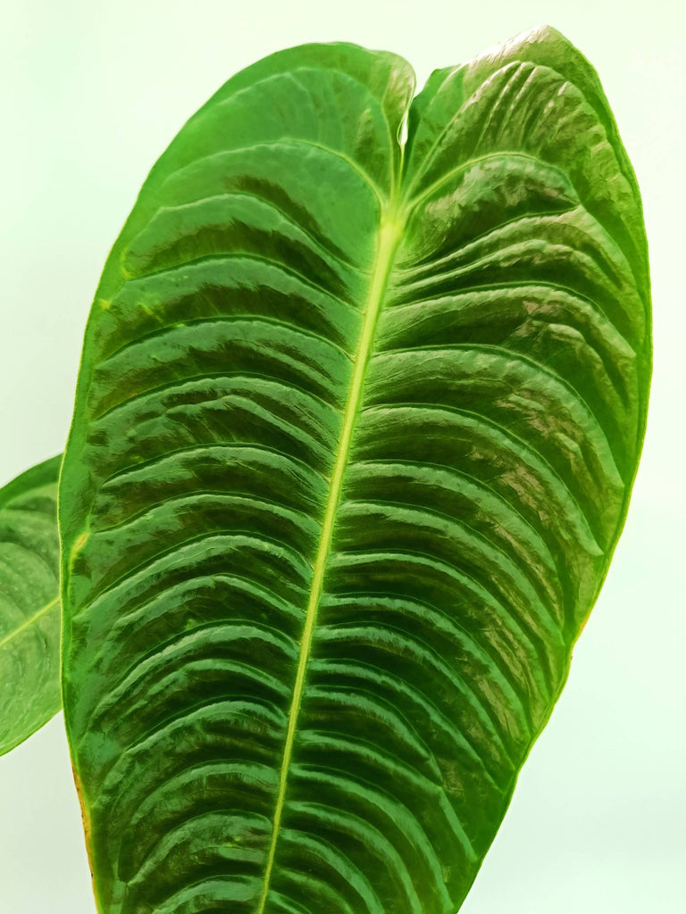 Anthurium veitchii narrow XXL