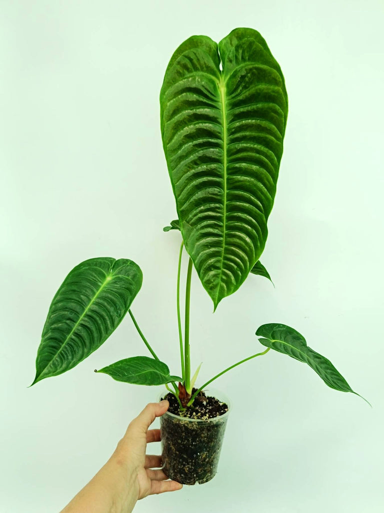 Anthurium veitchii narrow