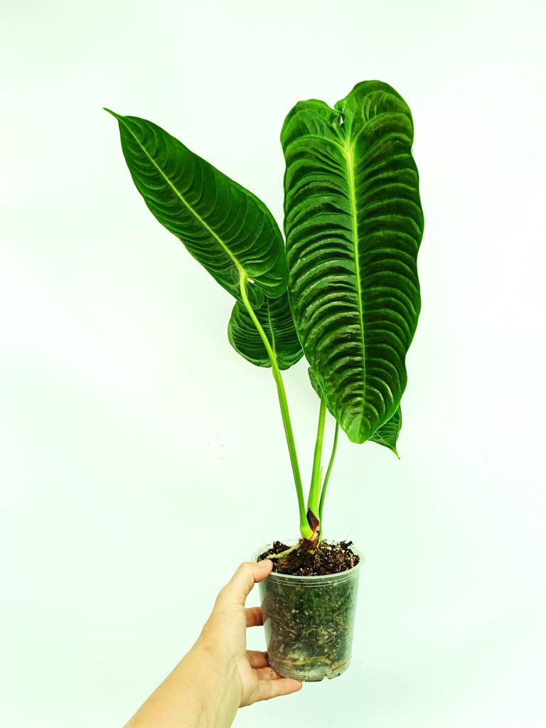Anthurium veitchii narrow