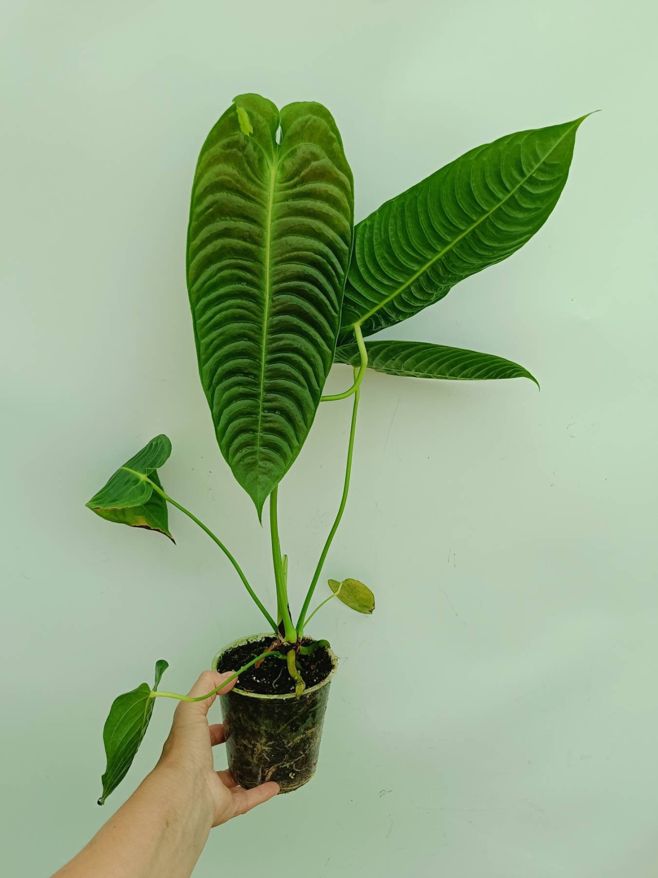 Anthurium veitchii narrow ベイチー Anthurium veitchii narrow XL | Welovetropicalplants