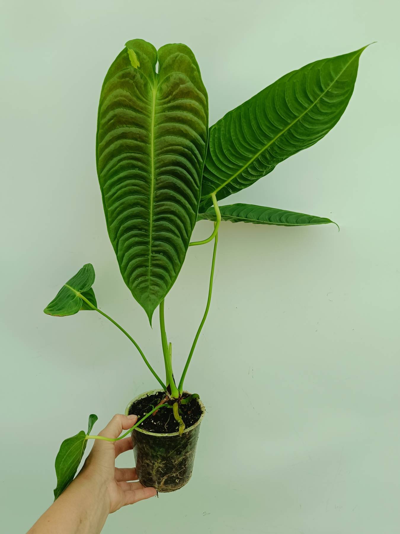 アンスリウム ベイチー　Anthurium veitchii narrow anthurium veitchii narrow アンスリウム ベイチー