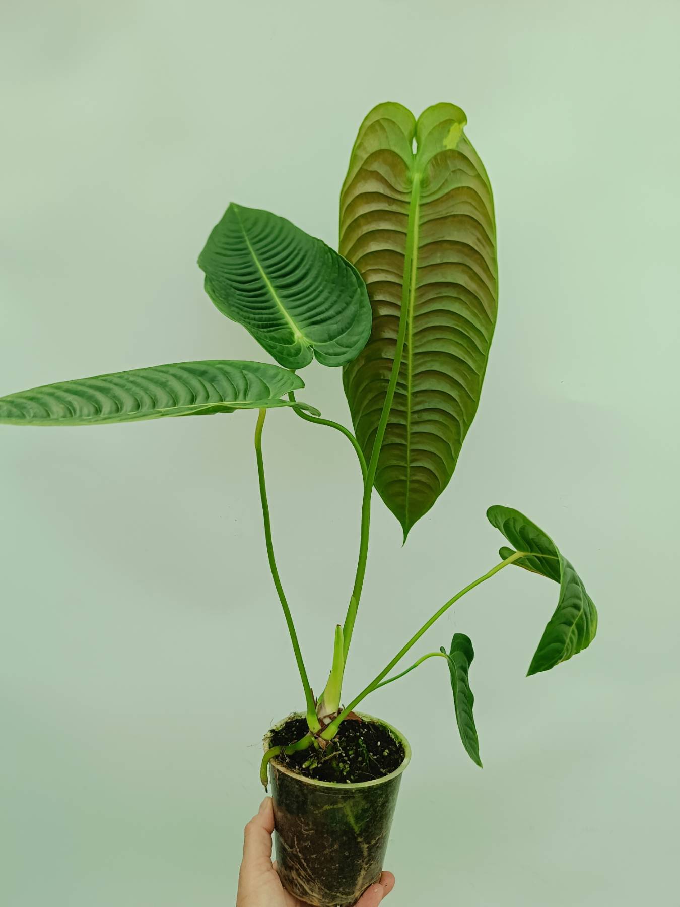 Anthurium veitchii narrow ベイチー Anthurium veitchii narrow XL | Welovetropicalplants