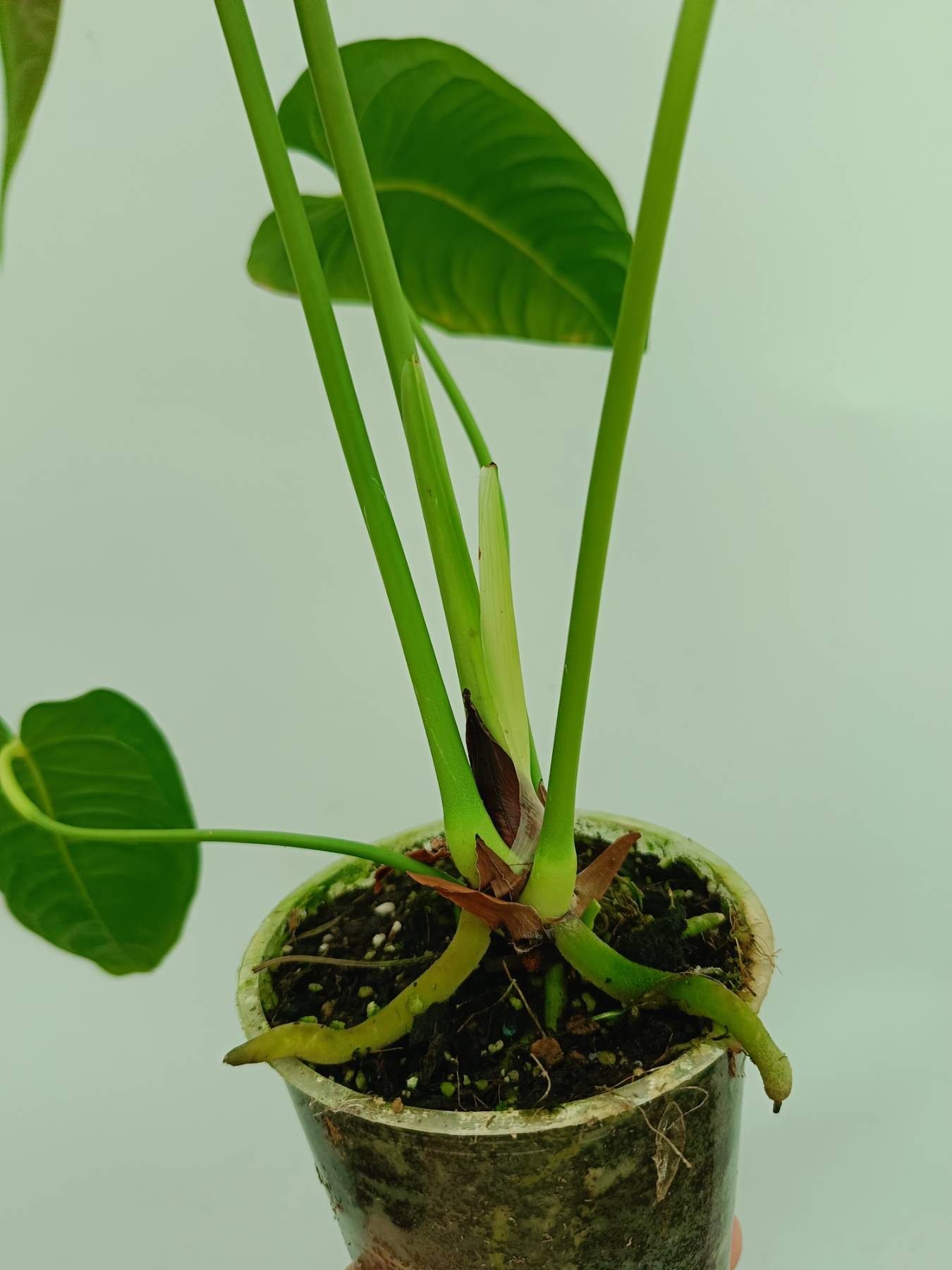 Anthurium veitchii narrow XL | Welovetropicalplants