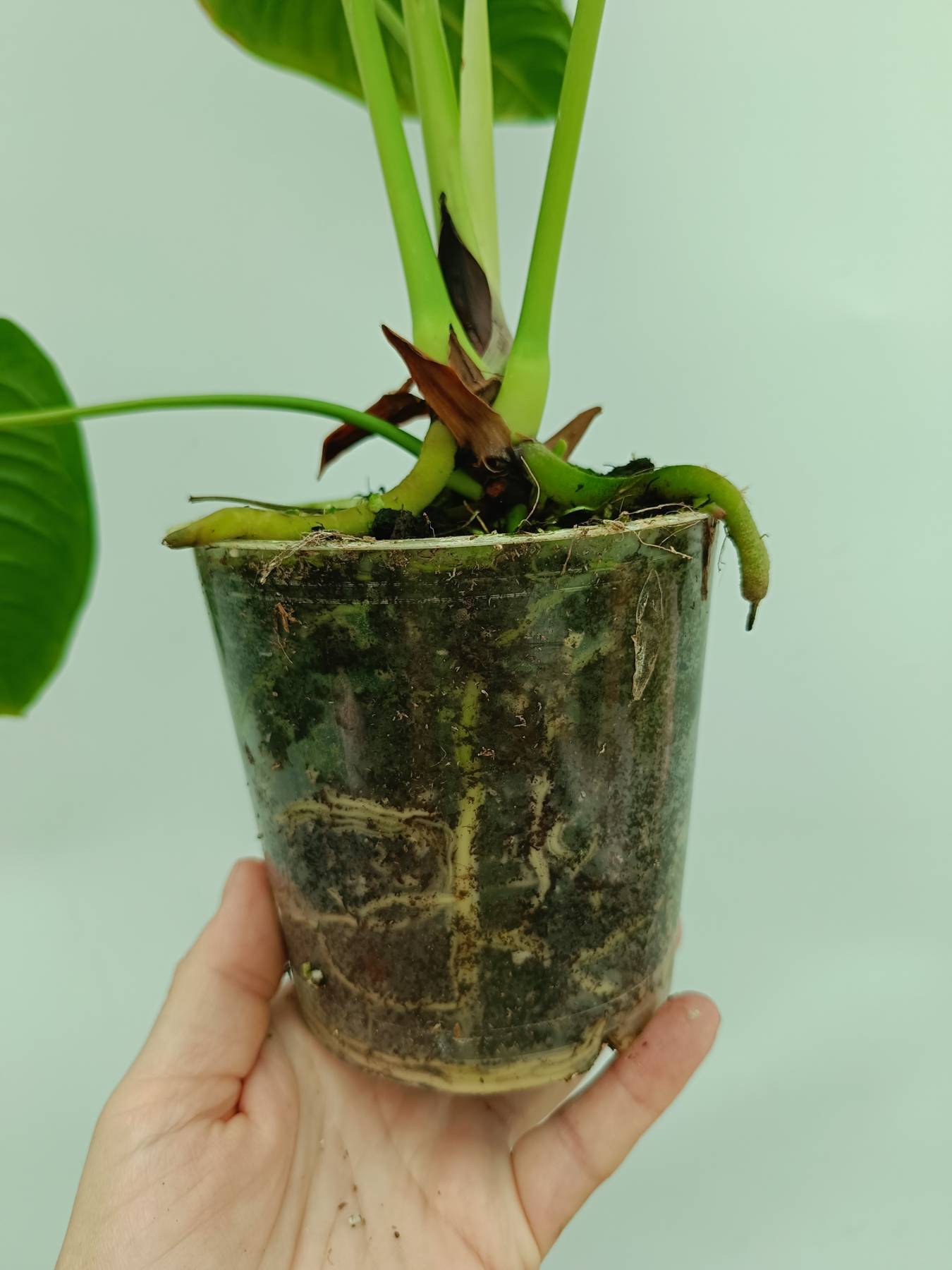 anthurium veitchii seeds Anthurium veitchii narrow XL