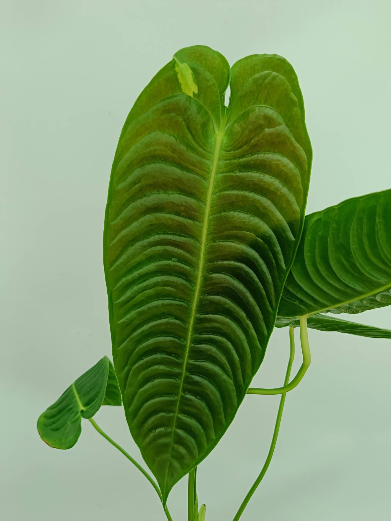 anthurium veitchii narrow form Anthurium veitchii narrow XL