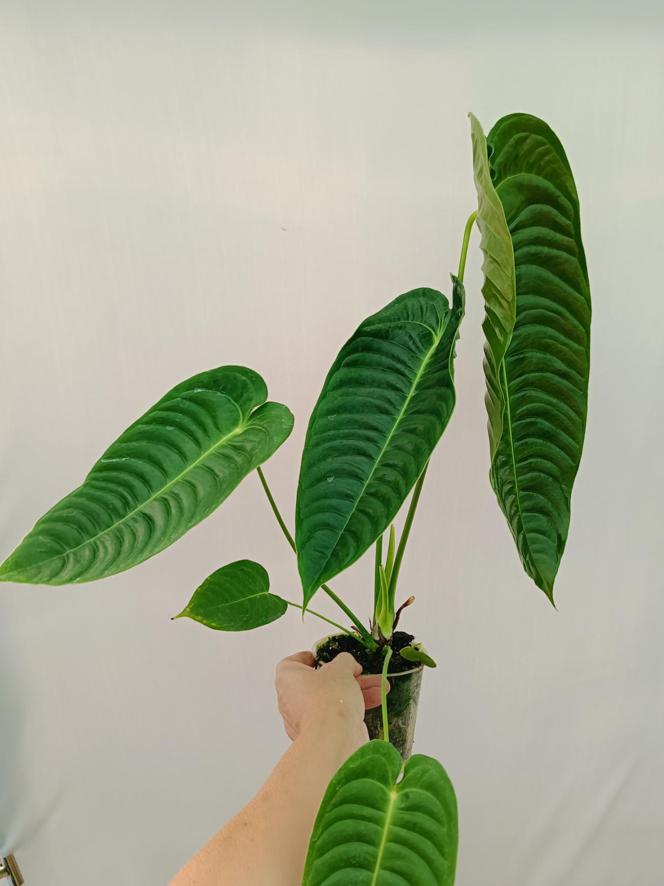 Anthurium veitchii narrow XL | Welovetropicalplants