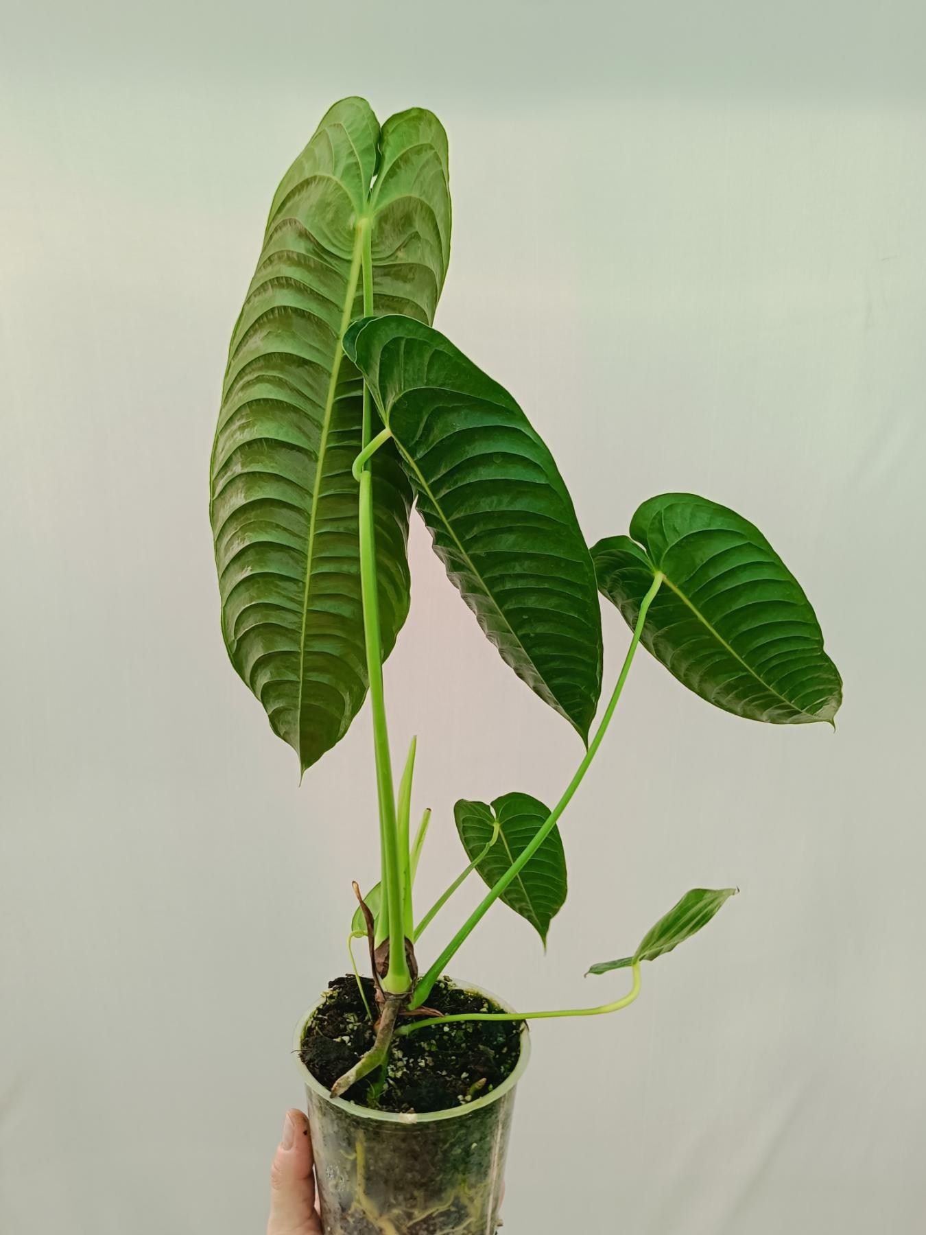 anthurium veitchii narrow vs wide Anthurium veitchii narrow XL