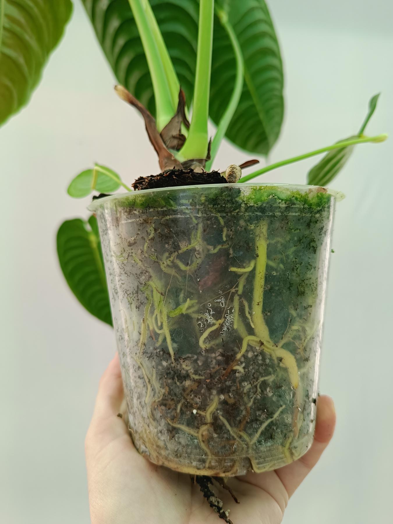 anthurium veitchii narrow form Anthurium veitchii narrow XL