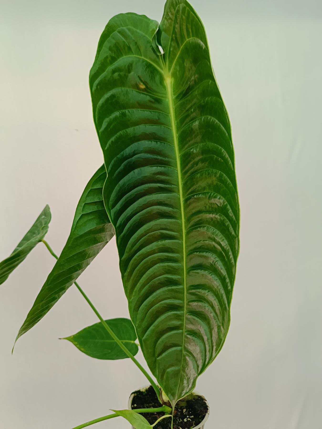 Anthurium veitchii narrow XL | Welovetropicalplants