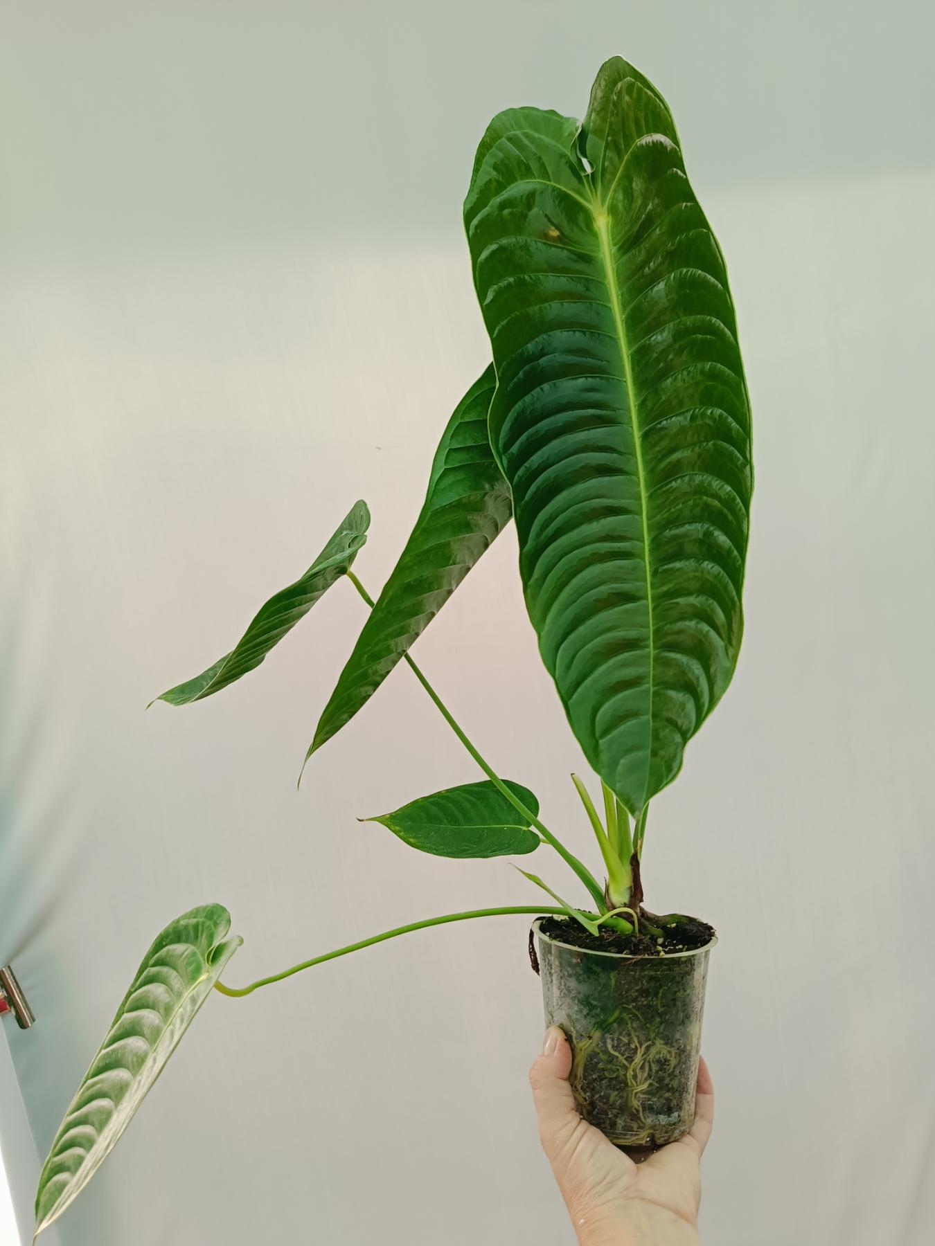 anthurium vetchii Anthurium veitchii narrow XL