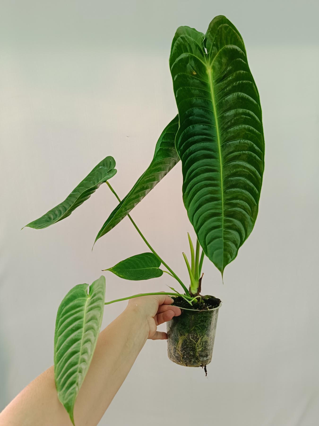 anthurium to buy Anthurium veitchii narrow XL