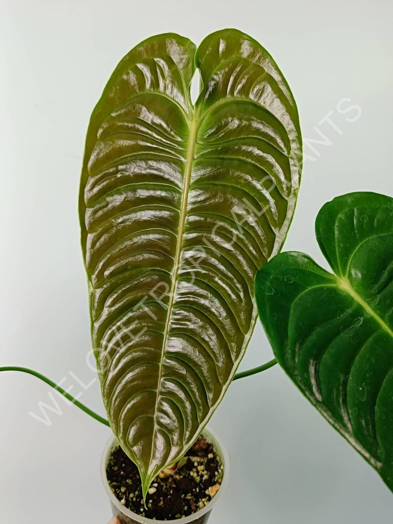 Anthurium veitchii narrow large