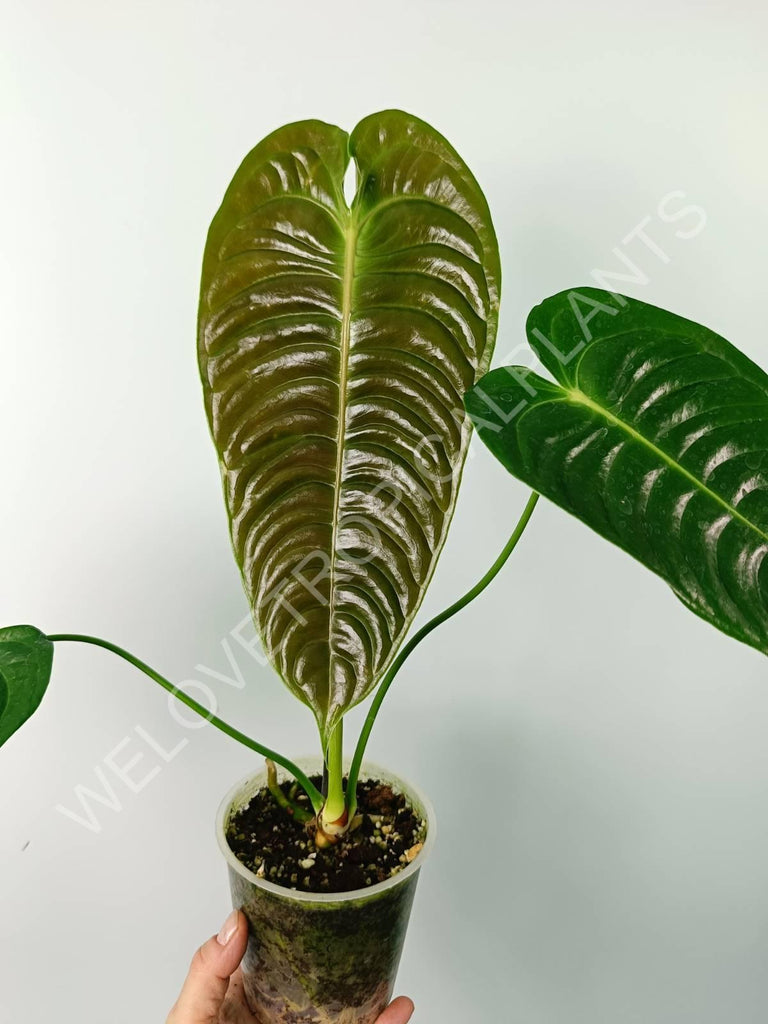 Anthurium veitchii narrow large