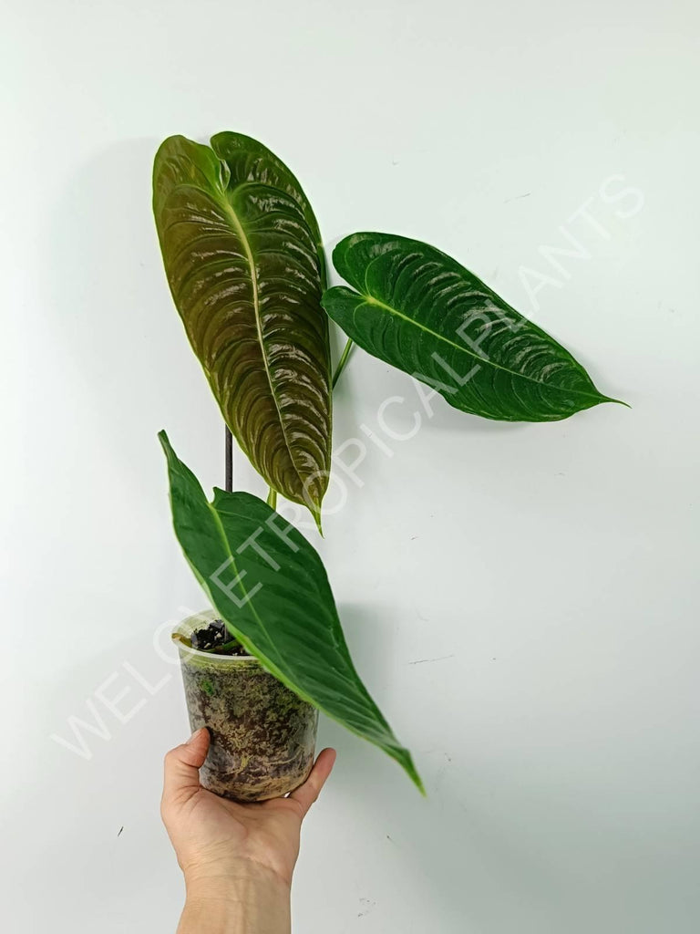 Anthurium veitchii narrow large