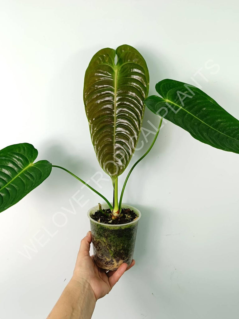 Anthurium veitchii narrow large