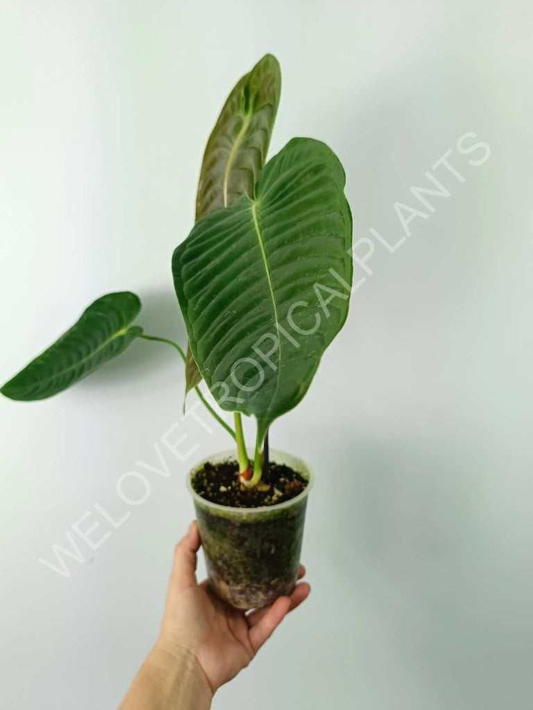 Anthurium veitchii narrow large