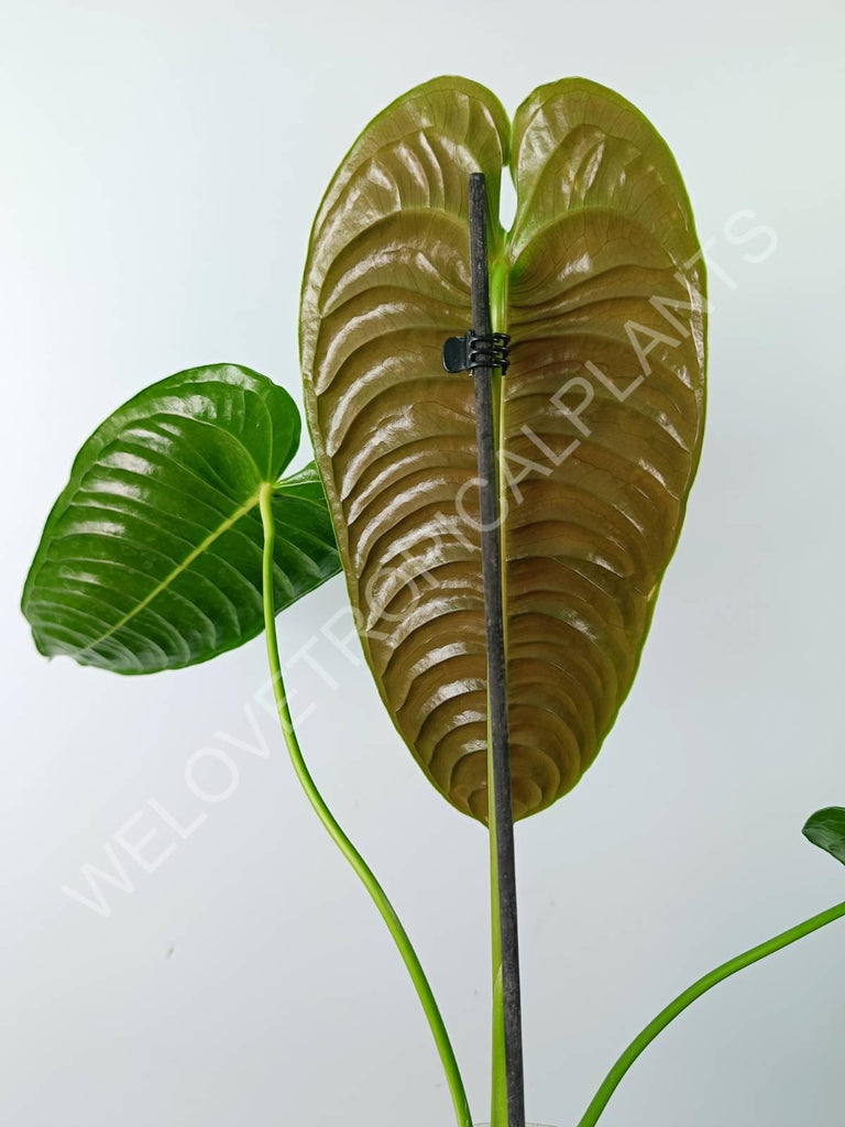 Anthurium veitchii narrow large