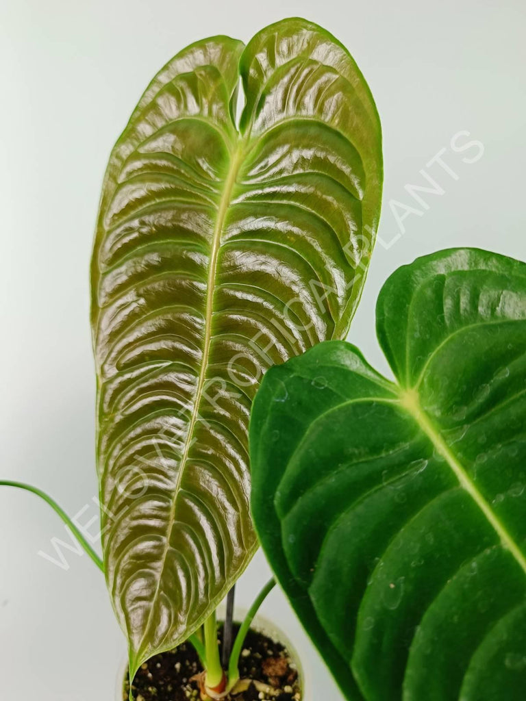 Anthurium veitchii narrow large