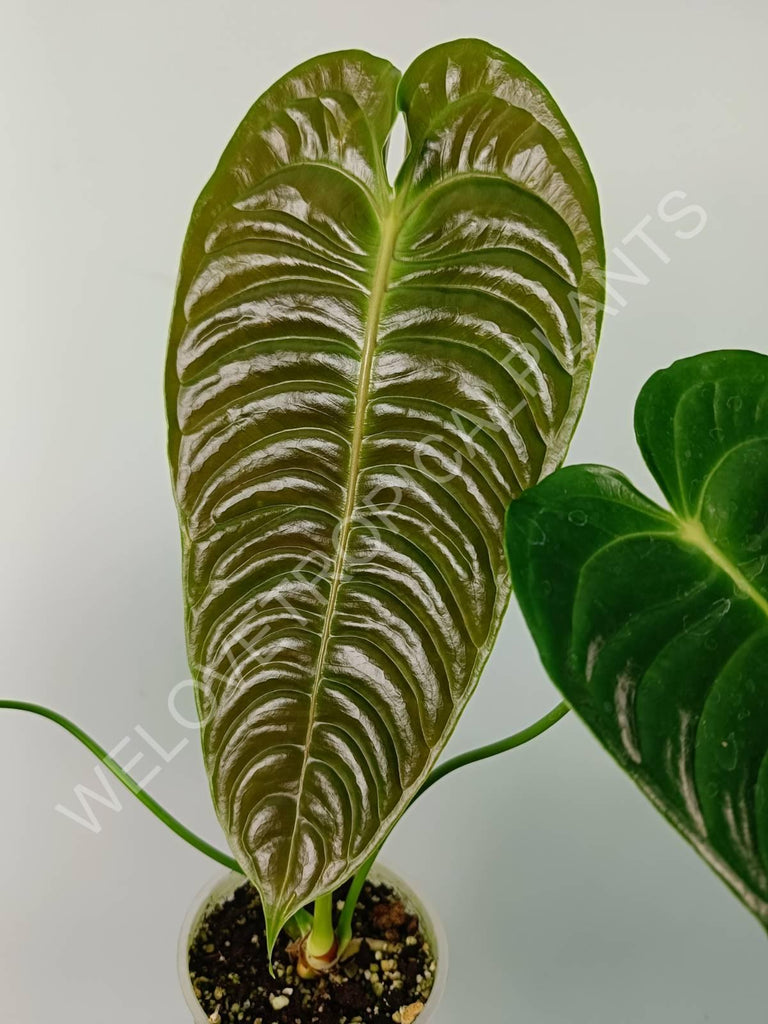 Anthurium veitchii narrow large