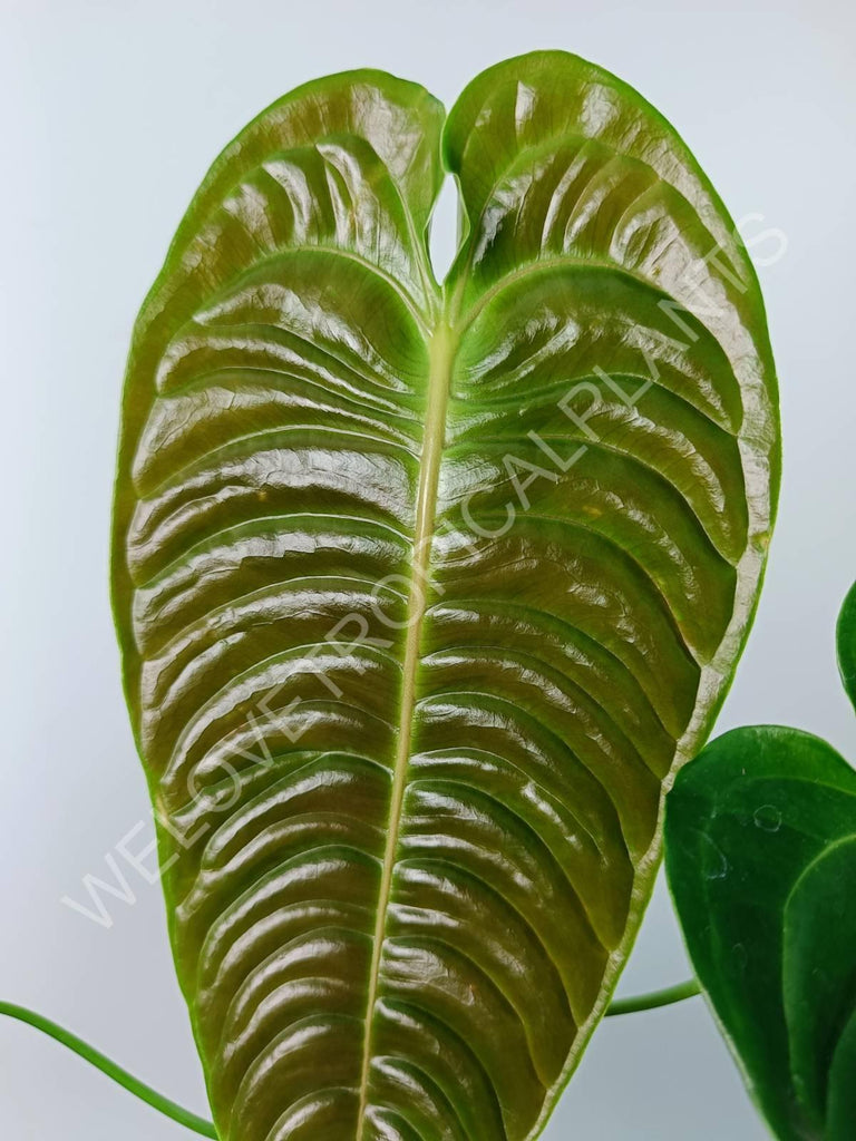 Anthurium veitchii narrow large