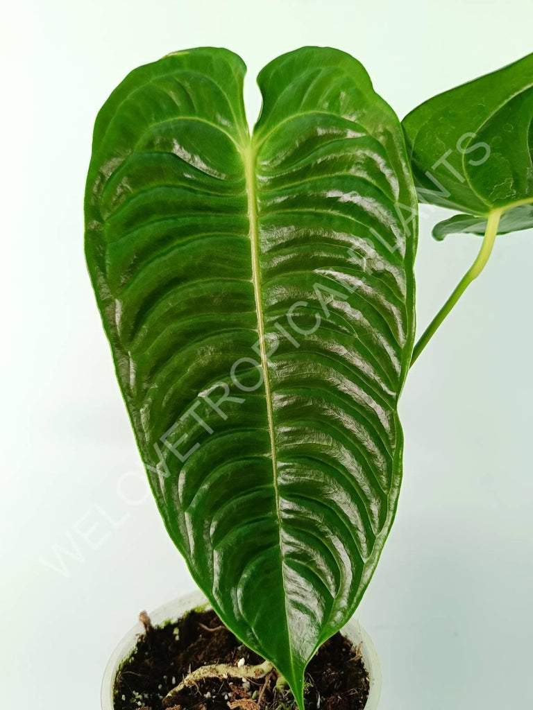 Anthurium veitchii narrow