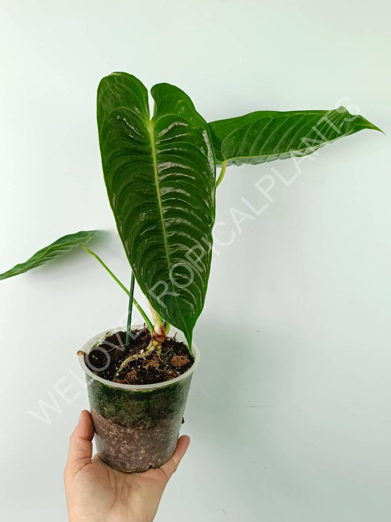 Anthurium veitchii narrow