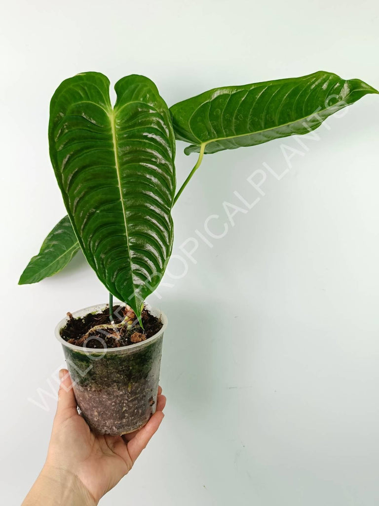 Anthurium veitchii narrow