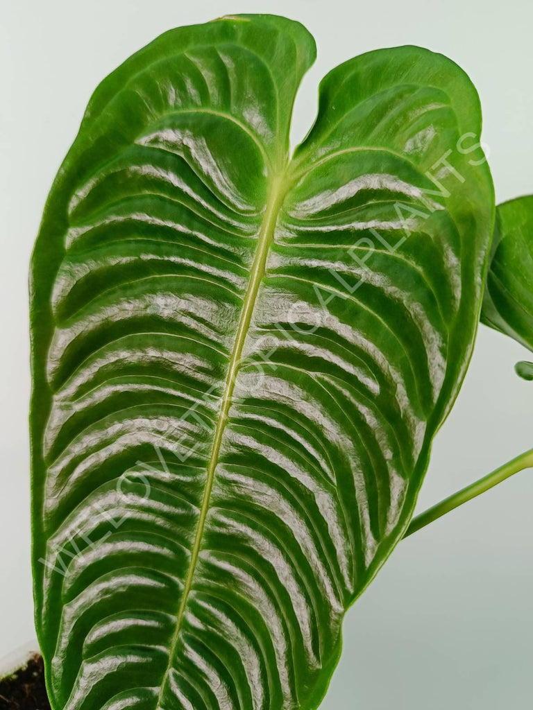 Anthurium veitchii narrow