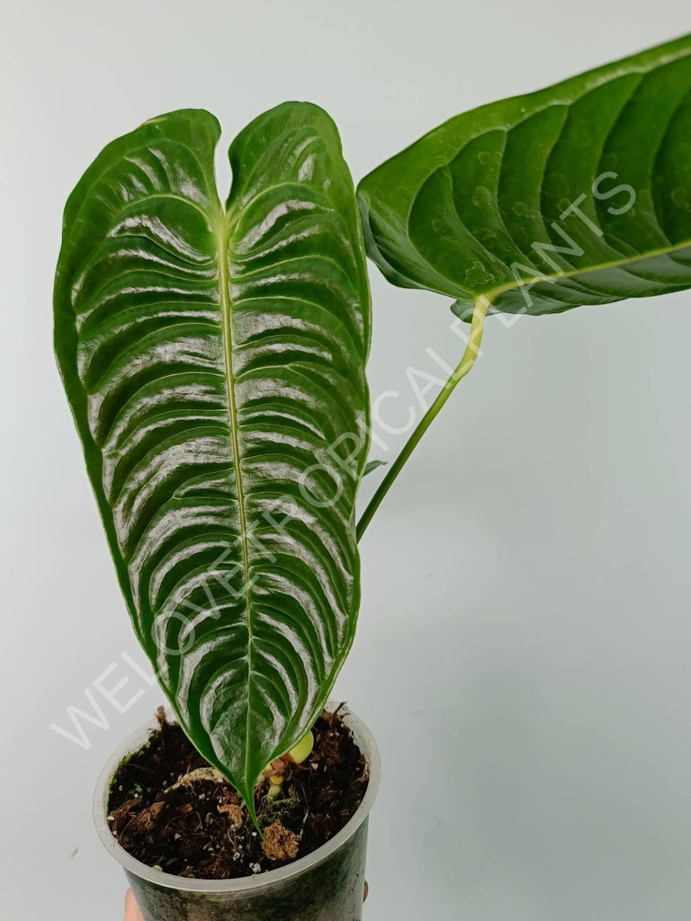 Anthurium veitchii narrow