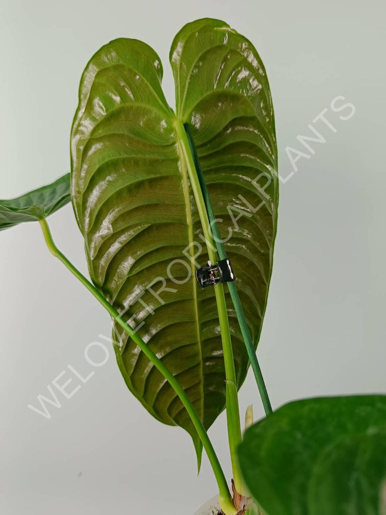 Anthurium veitchii narrow