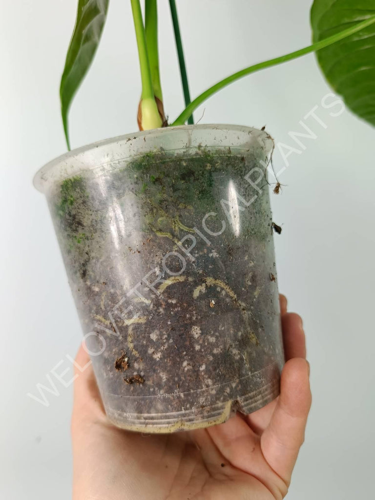 Anthurium veitchii narrow