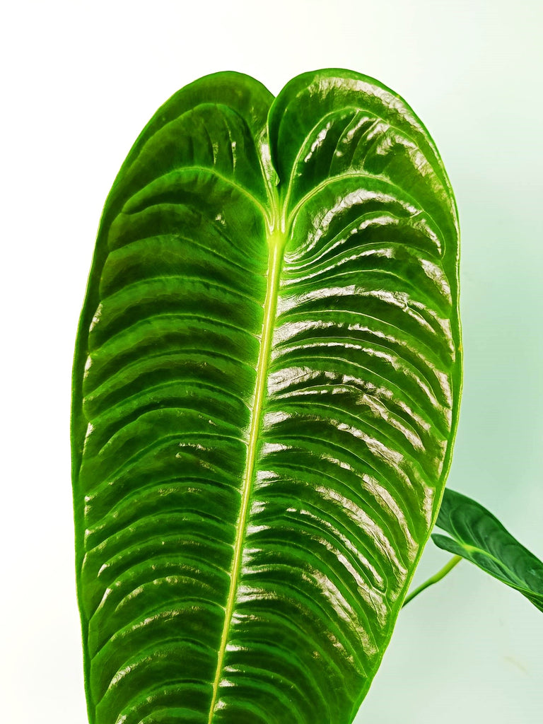 Anthurium veitchii narrow