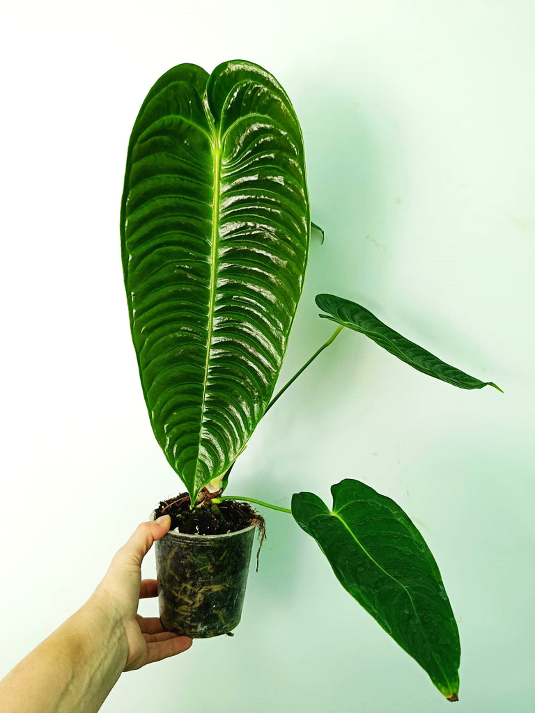 Anthurium veitchii narrow