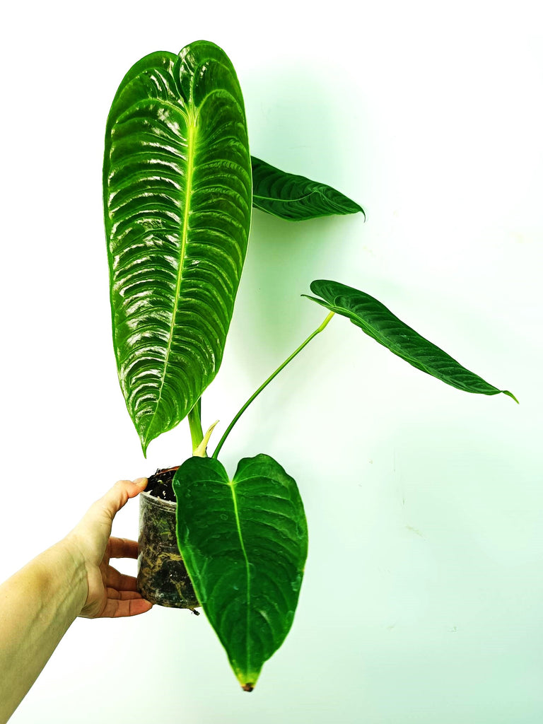 Anthurium veitchii narrow