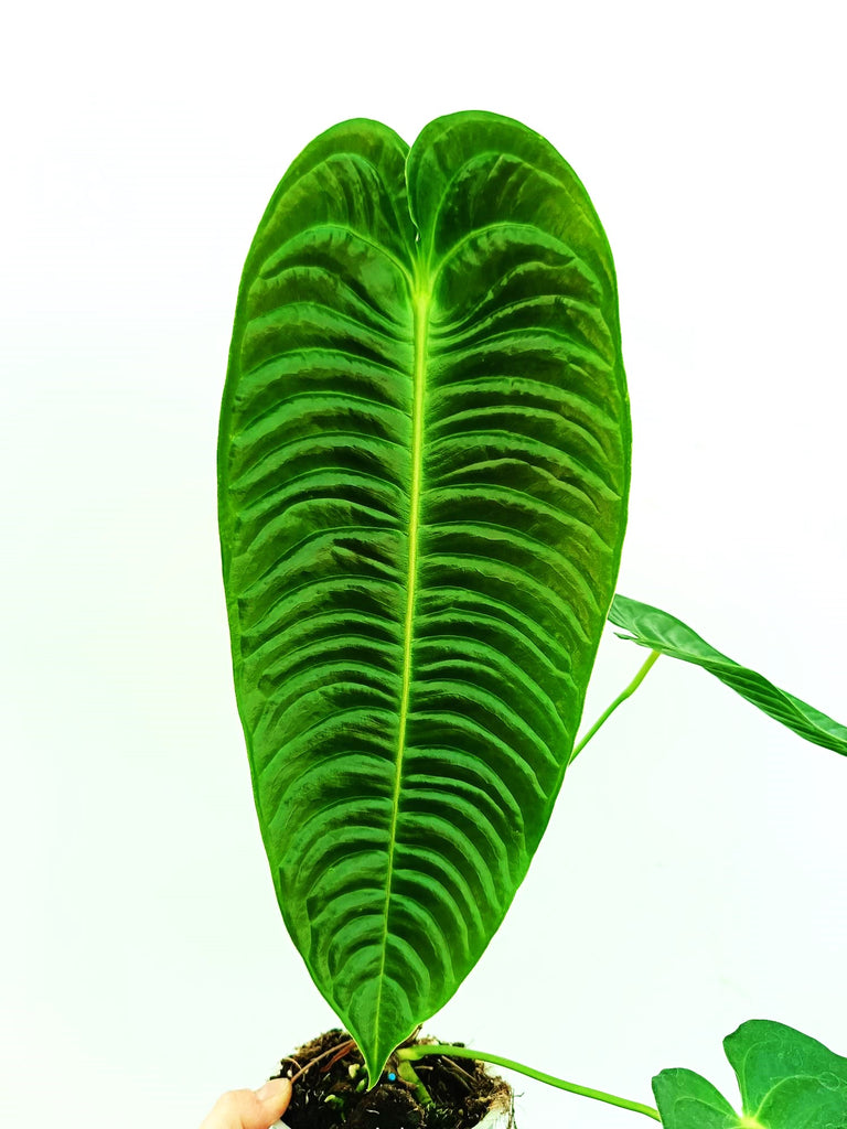 Anthurium veitchii narrow