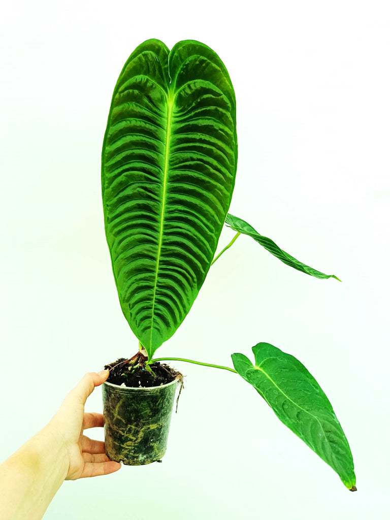 Anthurium veitchii narrow