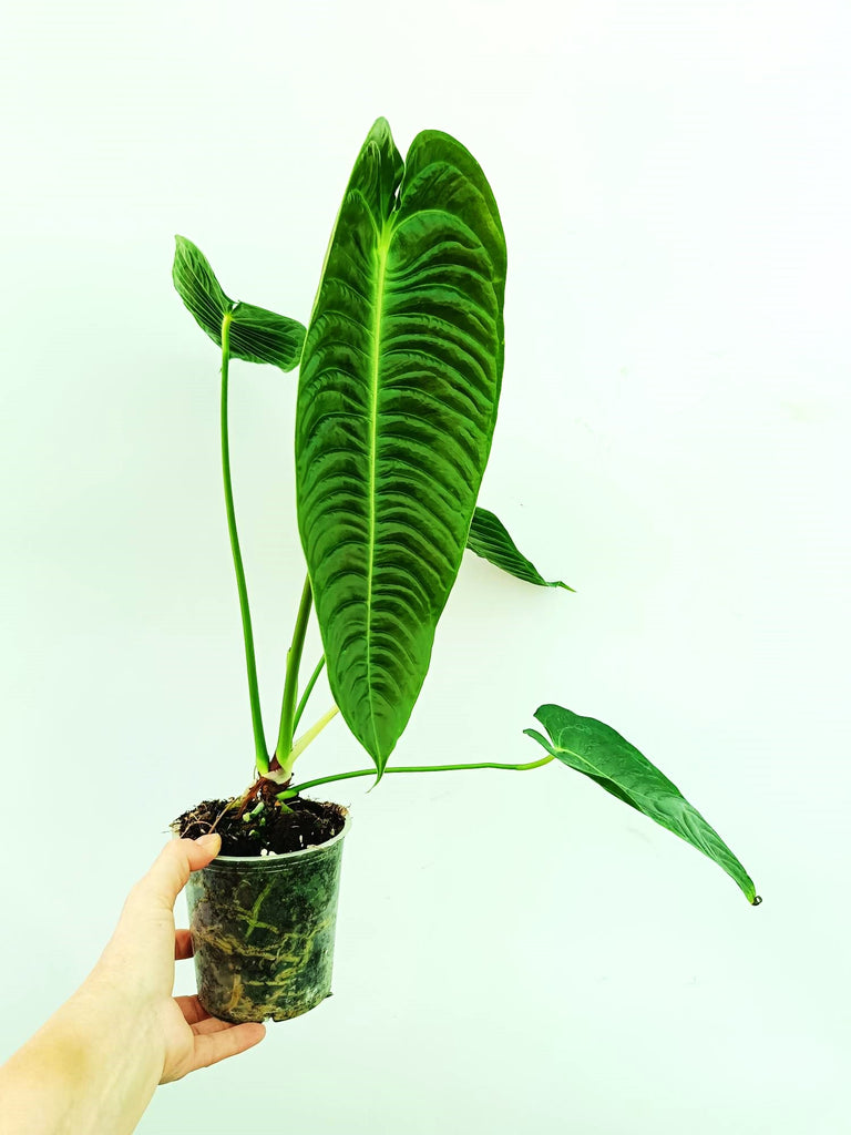 Anthurium veitchii narrow