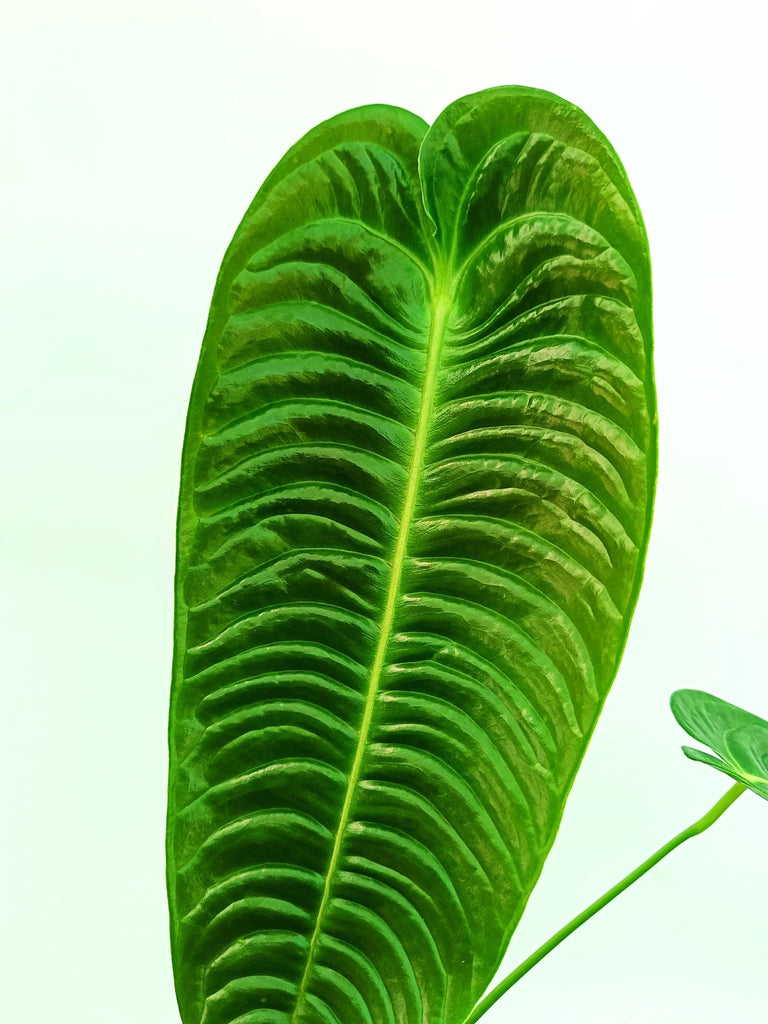 Anthurium veitchii narrow