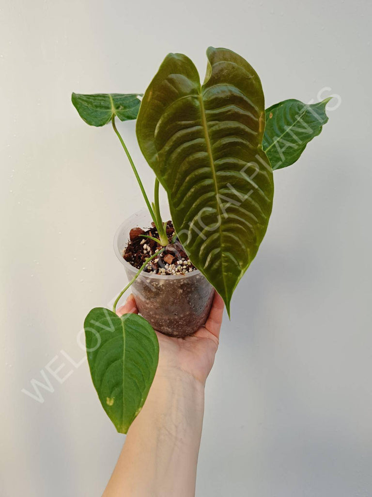 Anthurium veitchii narrow